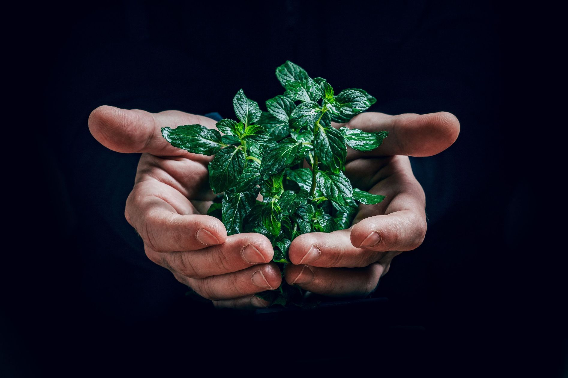 Hands holding a green plant