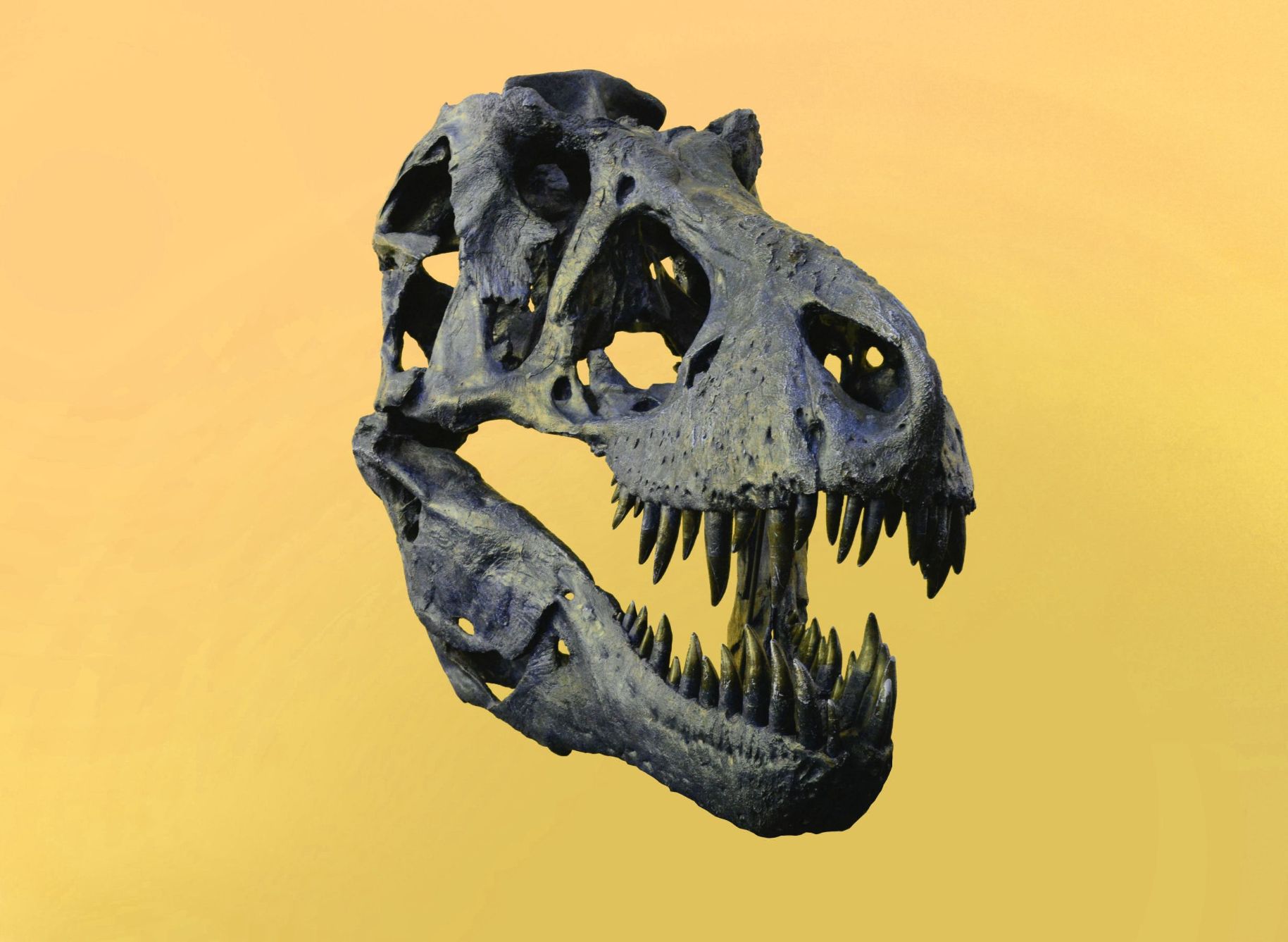 Dinosaur skull